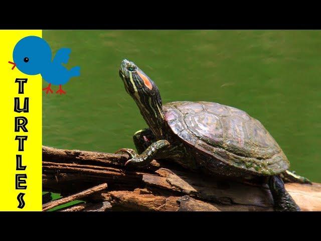 Turtles for Little Ones: Preschool Learning about Turtles for Kids - FreeSchool Early Birds