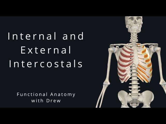 Internal And External Intercostals