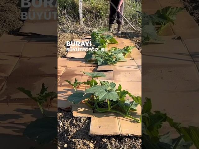 Kabak, kavun ve karpuz için süper yöntem