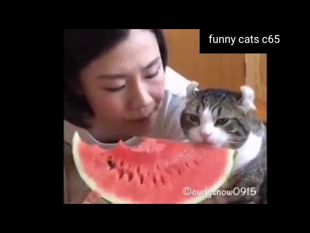 chat play cats best funny moment Funny Cats c65