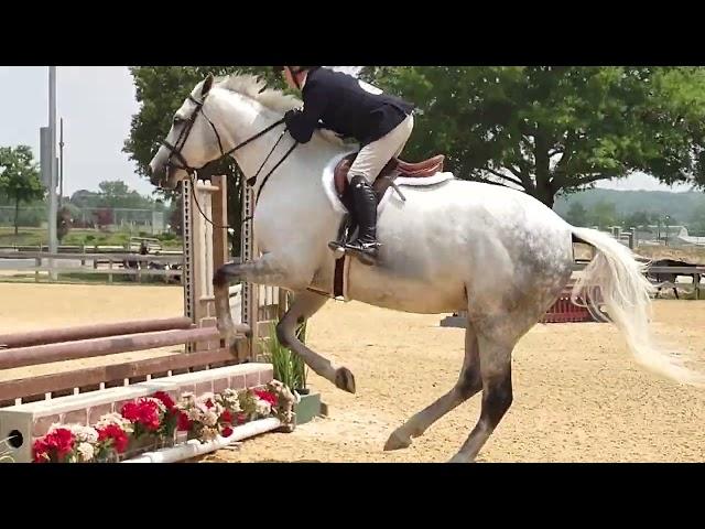 Serendipity beautiful TB hunter round June 2023 champion