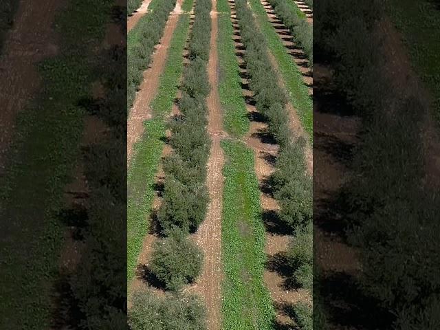 European olive harvests were heavily impacted by last year’s drought. #OliveOil #Farming #Drought