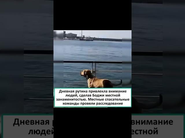 Боджи - собака путешественник #озвучка #диктор #животные