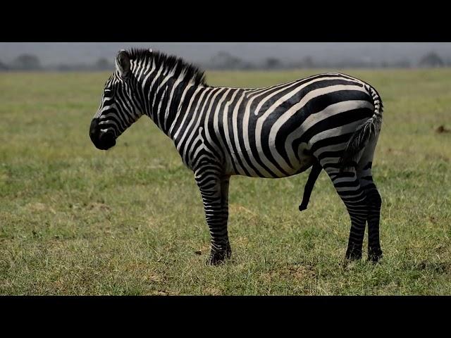 Mating seasons for Zebras in Amboseli