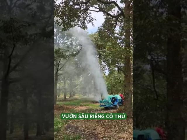 Vườn Sầu Riêng cổ thụ - Nguyễn Trung Green #bectuoiphunmua #tuoisaurieng #becbuap