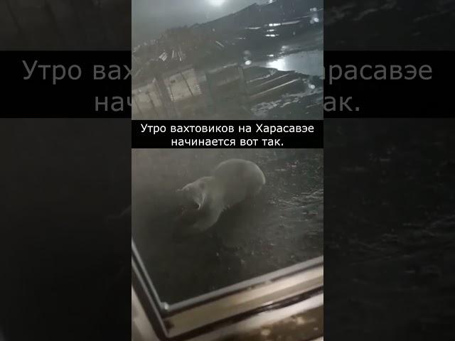  Утро вахтовиков на Харасавэе начинается вот так....