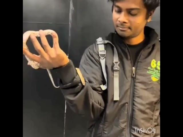 snake 