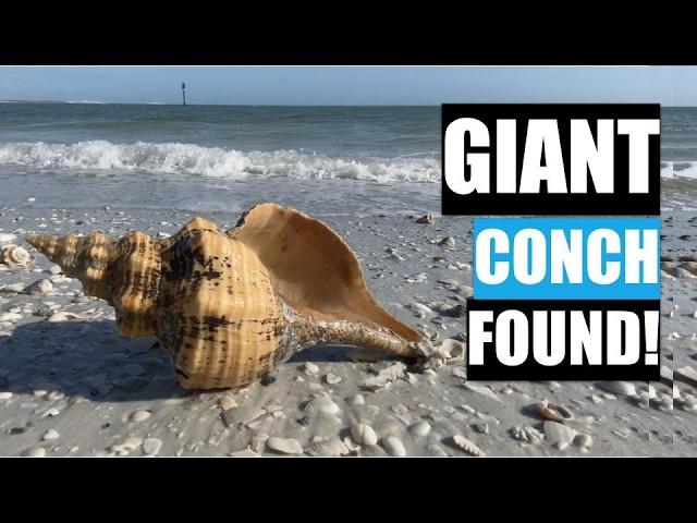 I found a giant shell! Surprise horse conch find on a Florida Beach.