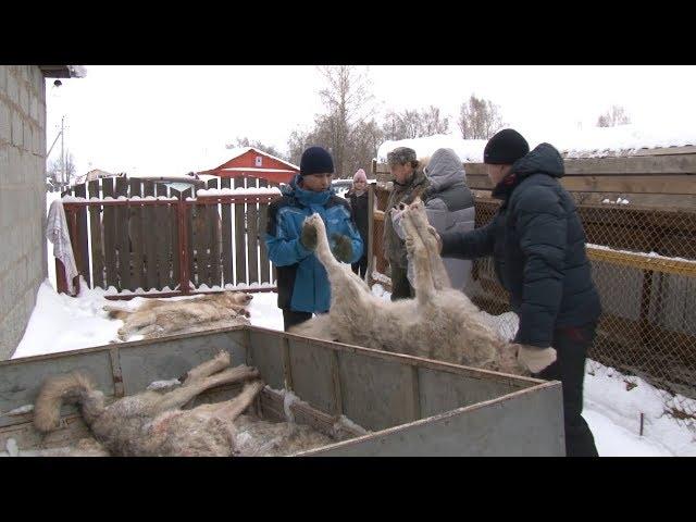 Отстрел волков