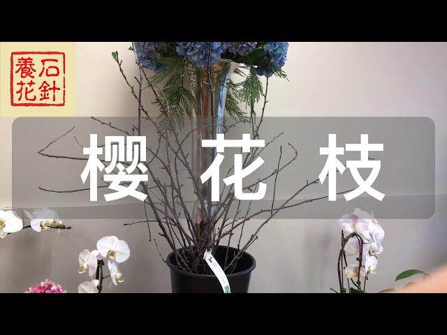 [石针养花]干树枝也会美丽（樱花枝）