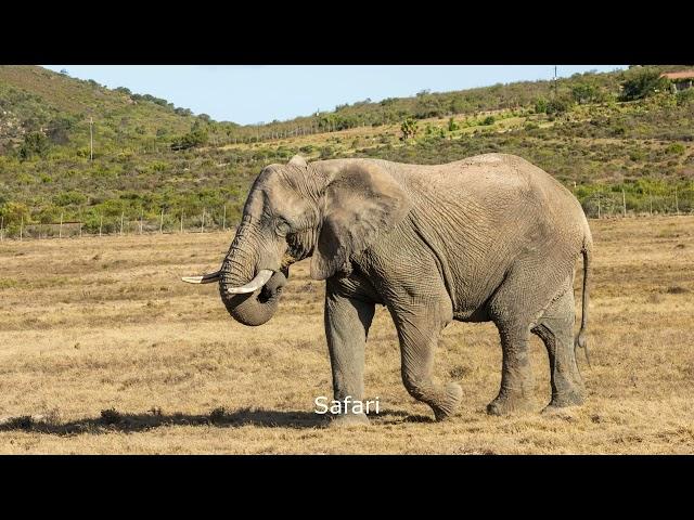 Afrika: Deel 2: Van Stormsrivier tot Kaapstad