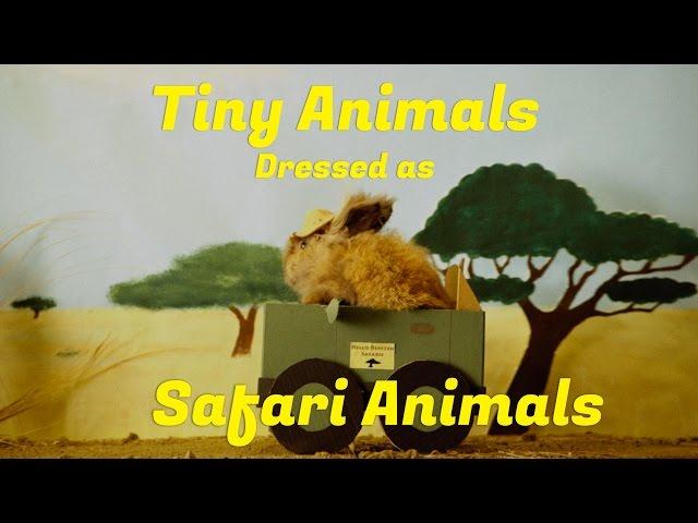 Tiny Animals Dressed as Safari Animals