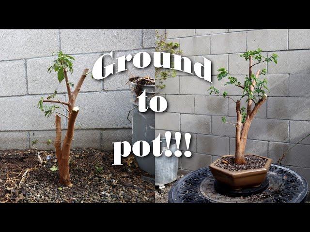 Transplanting My Volunteer Mulberry Into A Pot!!! | Poor Man's Bonsai