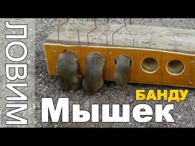 МЫШЕЛОВКА своими руками ПЯТИСТВОЛЬНАЯ