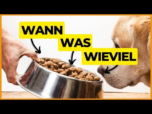 HUNDE FÜTTERN:  Machst DU wirklich alles RICHTIG? 