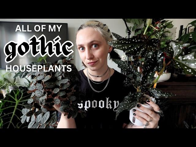  my BLACK PLANT collection  dark, gothic foliage favourites