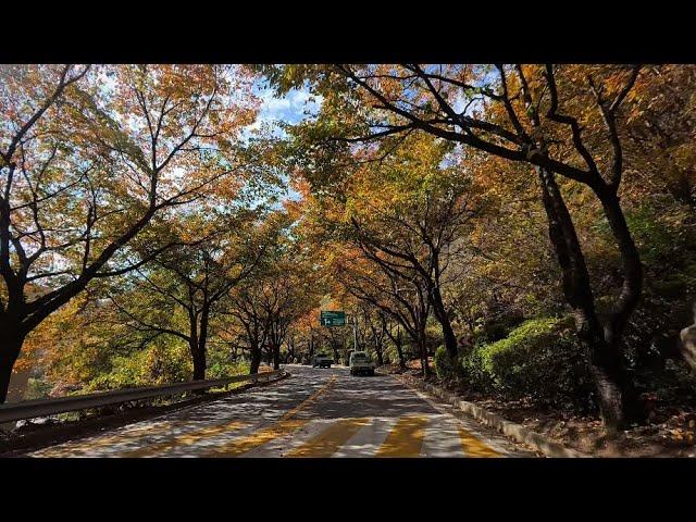 [단풍길드라이브]통합본 홍천 팔봉산관광지→오션월드/비발디파크→명성리→대곡리→한서교차로→양평 석산리→산음리→산음자연휴양림까지 29KM, 46분