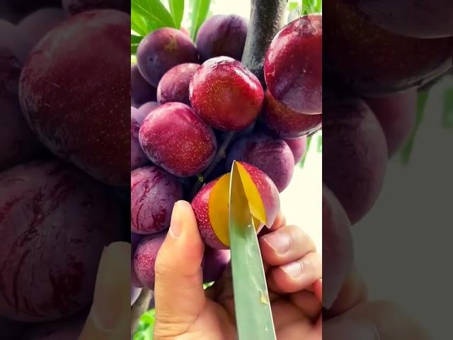 Juicy Fruits Of Nature  || Shiv Sewak