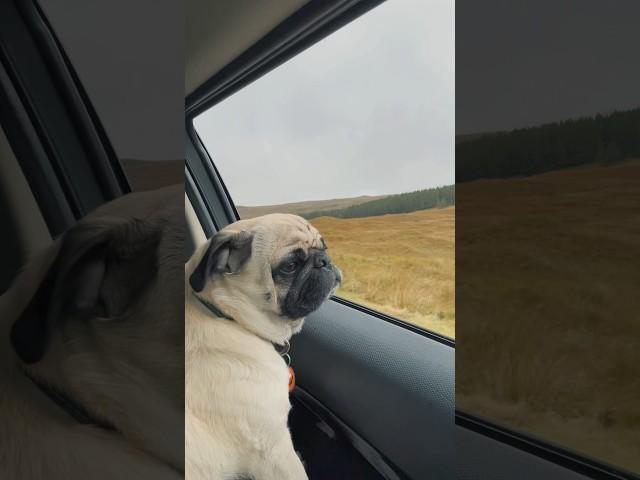 Explore the Scottish Highlands with Buddy  #pug #travel #dog #scotland #skye #uk #desiboy #love