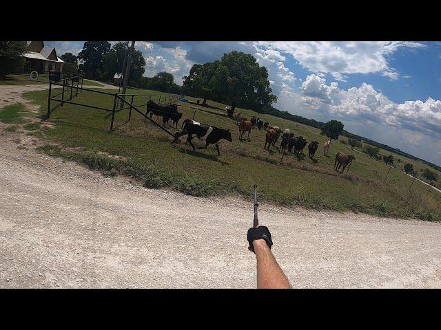 Cow in Road and Rattlesnake w/Amputee Cyclist Aaron Smith 9/6/2024