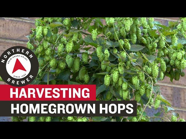 How to Harvest Homegrown Hops