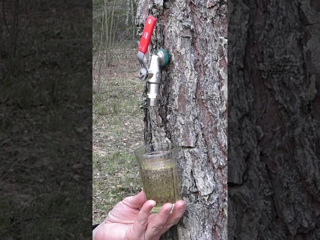 ОКАЗЫВАЕТСЯ!!! Можно собрать самый вкусный сосновый сок в лесу!