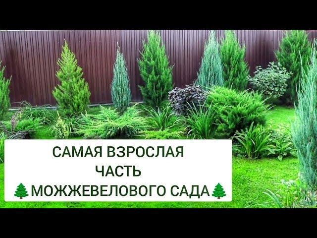 САМАЯ ВЗРОСЛАЯ ЧАСТЬ МОЖЖЕВЕЛОВОГО САДА15.09.2024г. БЕЛАРУСЬ, ГОМЕЛЬСКАЯ ОБЛАСТЬ