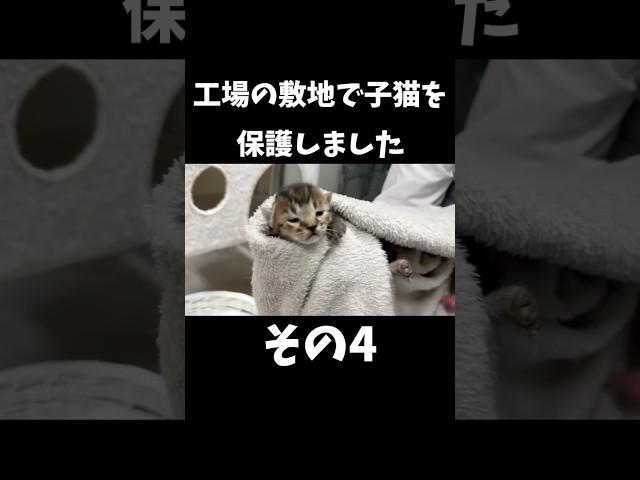 工場の敷地で子猫と母猫を一緒に保護しました【その4】