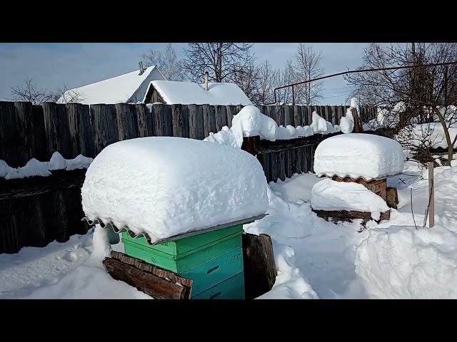 ️Состояние пасеки на 11.02.2024 года️