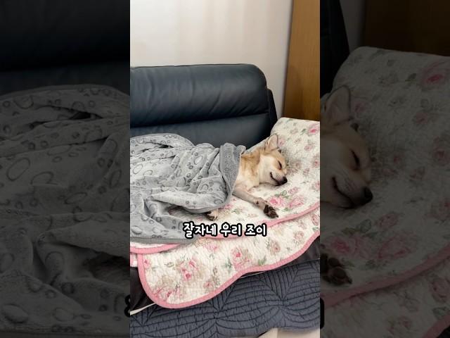 코코넨네 중인 조이 #미진 #반려견 #개