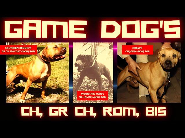 PITBULL GAMEDOG  APBT GAMEDOG  CH, GR CH, ROM️