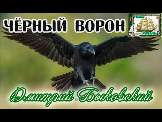 Наша Гавань! ЧЁРНЫЙ ВОРОН - ДМИТРИЙ БЫКОВСКИЙ