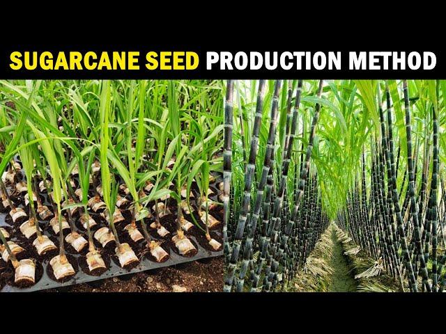 Sugarcane Seed Production | Sugarcane Planting Methods | Sugarcane Farming / Sugarcane Cultivation