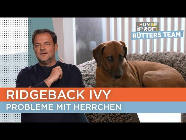 Stefan und Ivy haben keinen richtigen Draht zueinander  | Der Hundeprofi - Rütters Team