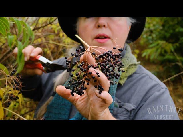 The Best Way to Harvest Elderberries!