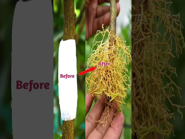 Grafting  Lemon tree at home, #viral #gardening #trending #youtubeshorts #ytshorts #balcony