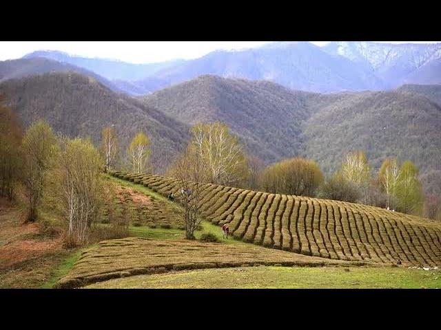 Tea Plantation Stock Video