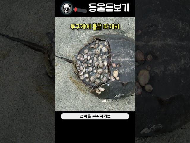 바다 동물들이 따개비를 꼭 제거해야 하는 이유