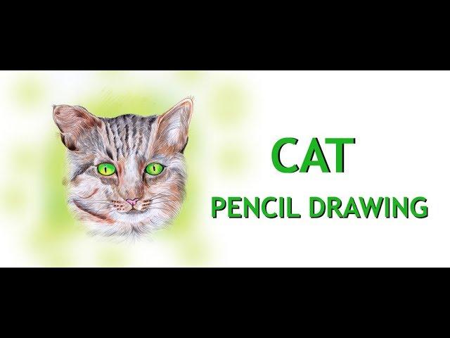 HOW TO DRAW CAT  PENCIL DRAWING