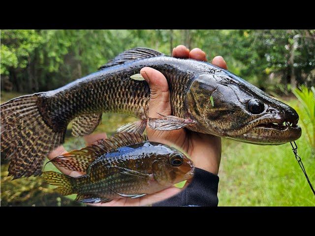 Jungle creek and swamp fishing - Suriname