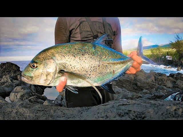 Carangue Bleue au leurre du bord, La Réunion