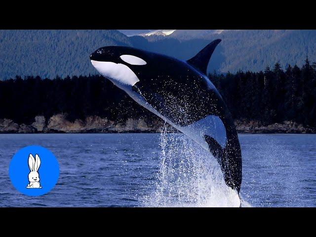 Wild Orca Killer Whales Swimming in HD - Compilation