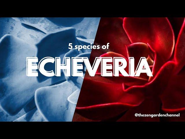 Most popular echeverias  | Part 2  | Succulents