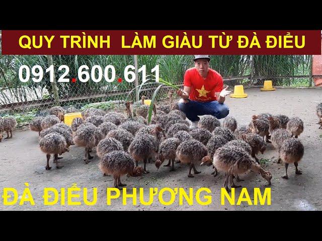 Quy Trình Làm Giàu Từ Đà Điểu, PHUONG NAM TV, Trang Trại Đà Điểu Phương Nam