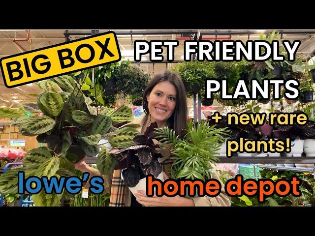 Big Box PET FRIENDLY & NEW RARE Plants! Lowes & Home Depot Plant Shopping Houseplants, Indoor Plants