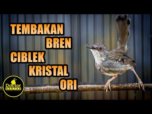 SUARA TEMBAKAN CIBLEK KOMPLIT | CIKRIS GACOR FULL BREN UNTUK PANCINGAN DAN MASTERAN MURAI BATU,KONIN