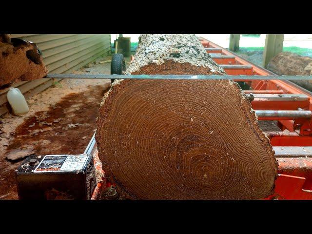 Sawing a Caltalpa Log