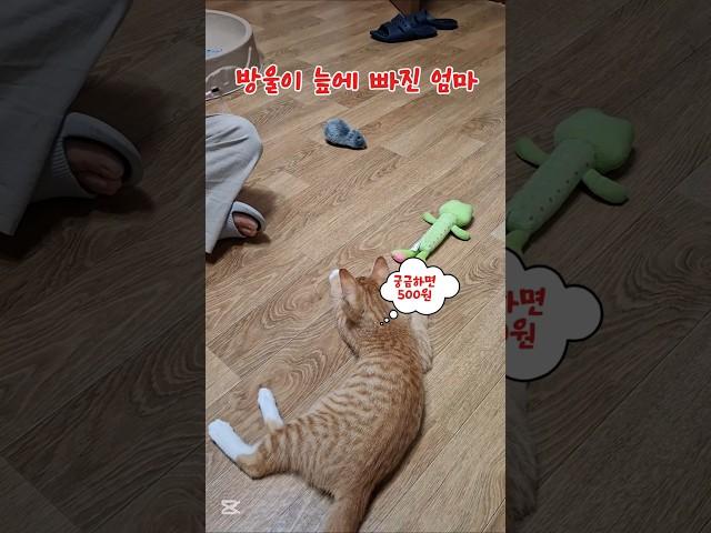 빠져~빠져~#농부고양이집사  #시골고양이 #방울이