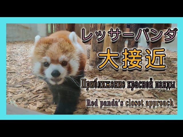 【１駅分の癒し】【4K】レッサーパンダ大接近　Приближение красной панды Red panda's closet approach
