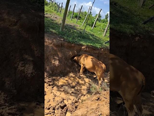 Cow eats the salty soil #cow #farming #feeding #animals